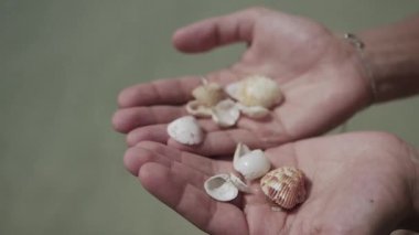 Kızın avuçlarında deniz kabukları, kızın ellerinde deniz kabukları, seyahat konsepti.
