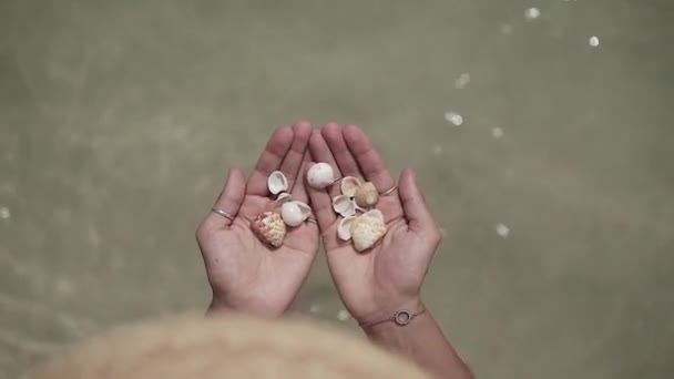 Вид Зверху Морські Мушлі Жіночих Руках Дівчина Збирає Мушлі Морі — стокове відео