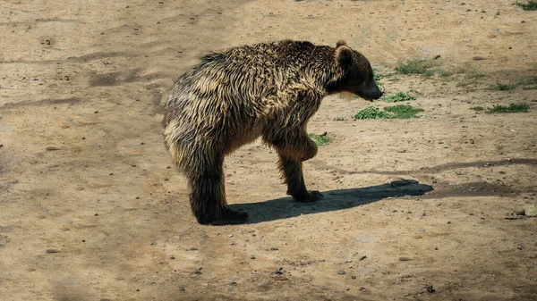 Бурый Медведь Природе Медведь Дикой Природе — стоковое фото