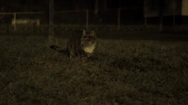 Çimlerin üzerinde bir sokak kedisi, başıboş bir kedi.