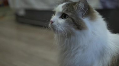 Evcil kedi, sevimli tüylü kedi, evcil hayvan.