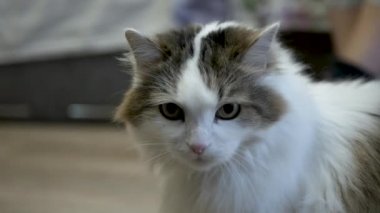 Yumuşak kedi yakın plan, kedi portresi..