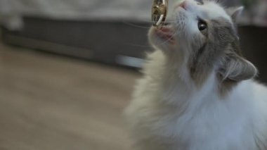 Yumuşak kedi bir oyuncakla oynar, kediye yakın plan, evcil hayvan.