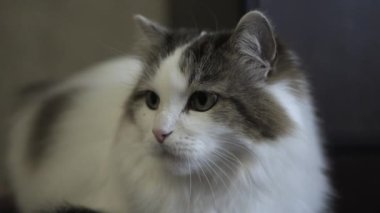 Kürklü kedi, kedi portresi, kedi cinsinin evcil hayvanı