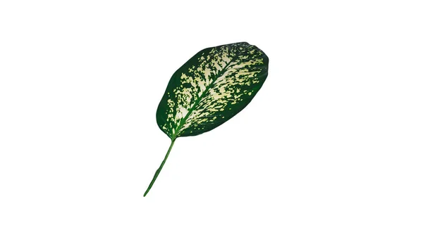 白い背景に孤立したヤシの花びら 緑の葉のクローズアップ 薬用葉 — ストック写真
