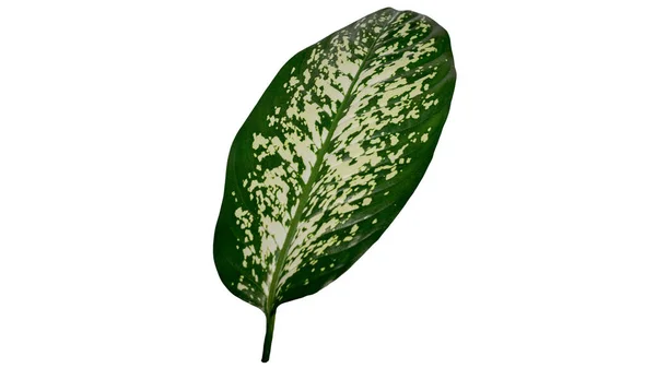 Beyaz Arka Planda Yalıtılmış Palmiye Yaprağı Yakın Planda Yeşil Yaprak — Stok fotoğraf