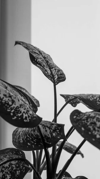 Икебана Фоне Окна Домашней Пальмы Домашнего Интерьера Цветущим Деревом Растение — стоковое фото