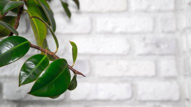 Beyaz tuğla bir duvarın arka planında Ikebana, iç kısımda ev bitkisi, çiçekli arka plan, çiçek..