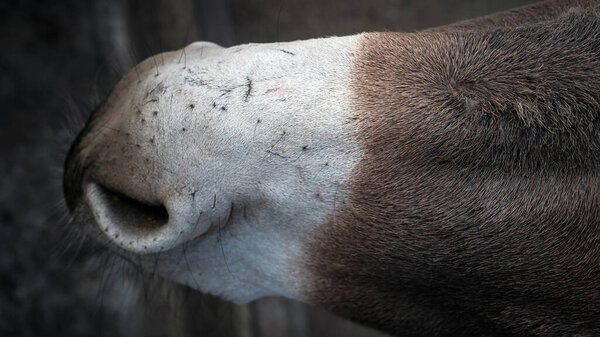 Horse nose close-up, animal nose, donkey nose top view