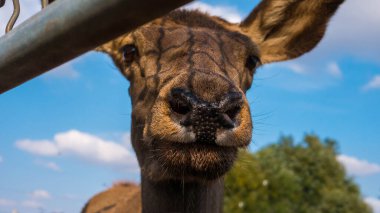 Geyik ağızlığı yakın plan, güzel genç geyik..