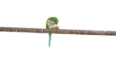 Havuçlu bir daldaki papağan beyaz arka planda izole edilmiş, kuş yeşil, egzotik bir papağandır.