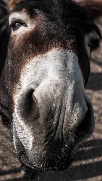 Cabeza Caballo Cerca Caballo Mira Lente Cámara — Foto de Stock