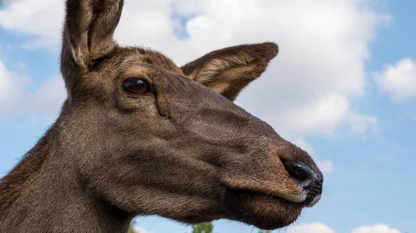 Deer head, young deer looking into the distance