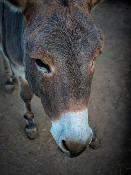 Burro Cabeza Primer Plano Animal Salvaje Naturaleza — Foto de Stock