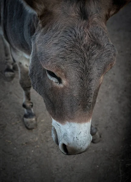 Visão Superior Burro Cabeça Burro Close — Fotografia de Stock