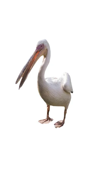 Pássaro Pelicano Isolado Sobre Fundo Branco — Fotografia de Stock