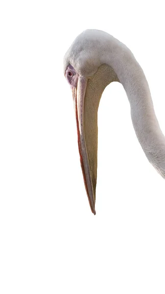 Pelican Hoofd Geïsoleerd Witte Achtergrond Mooie Vogel Met Een Snavel — Stockfoto