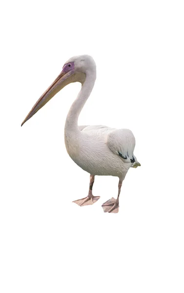 Pelican Isolated White Background Pelican Bird — Stock Photo, Image