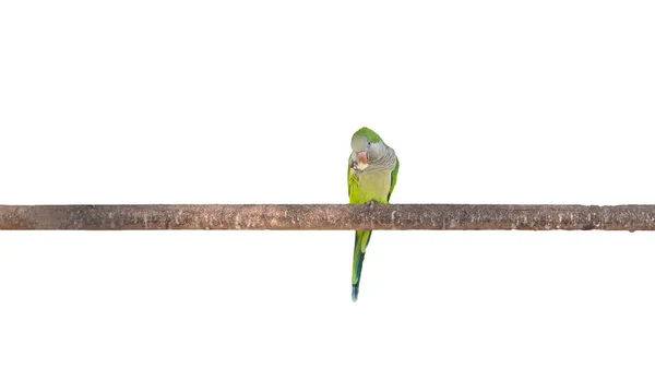 白い背景に隔離された枝の上のオウム 国内エキゾチックなオウム 緑の鳥 — ストック写真