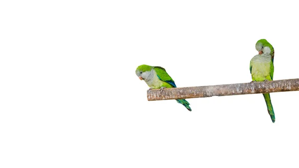 Попугаи Сидящие Ветке Изолированы Белом Фоне Птицы Зеленые Попугаи Изолированы — стоковое фото