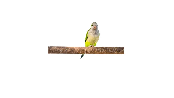 배경에는 앵무새가 외따로 떨어져 나뭇가지에 이색적 앵무새는 아름다운 초록색이다 — 스톡 사진