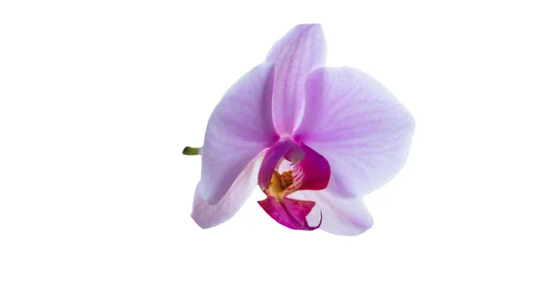 Pétalo Orquídea Aislado Sobre Fondo Blanco Flor Orquídea Cerca — Foto de Stock