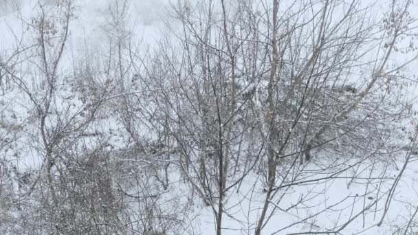 Krásná Zimní Příroda Lese Padající Sníh Mokrý Sníh Zima — Stock video