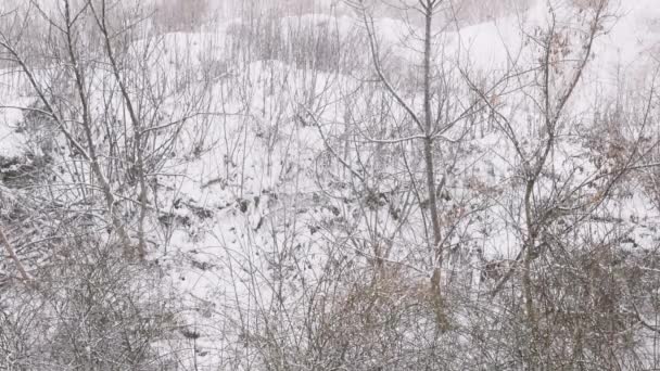 Nieve Ventisca Bosque Nieve Húmeda Copos Nieve Naturales Imágenes Del — Vídeos de Stock