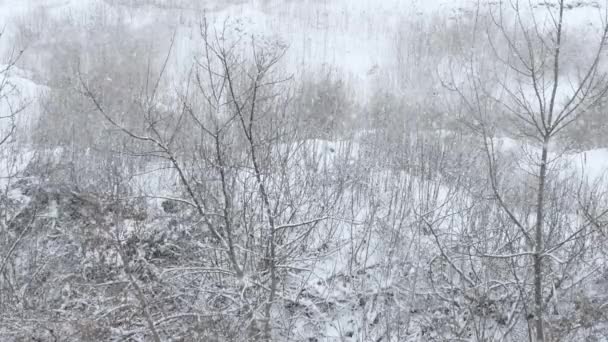 自然の森の中で吹雪 ぬれた雪 気象学 森の中で厚い大雪 冬の背景 寒い冬 — ストック動画