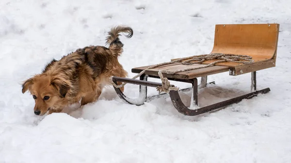 Piccolo Cane Slitta Tra Montagne Innevate Cane Zenzero Con Una — Foto Stock