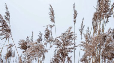 Kuru çiviler kar kaplı, bahar çivileri karda donmuş, fotoğraf duvar kağıtları çimenler yüksek, kabarık, güzel çalılıklar.