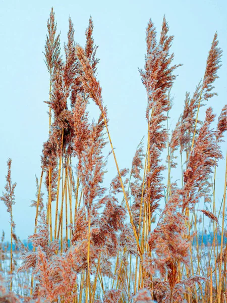 Spikelet photo wallpaper, nature background snowy, nature, snowy, spikelet in the snow. Dry tall grass, beige sprout, tall spikelet. Beautiful snowy landscape