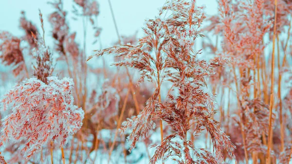 A flower is sprinkled with snow, a sprout is beautiful in a beautiful color, a beautiful spikelet in the snow, a spring landscape, a winter landscape, a spring sprout in the snow, a snow flower. Photowall-paper of nature