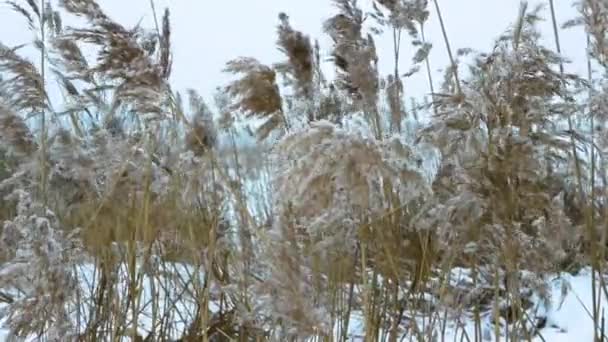 Espiguillas Primavera Nieve Hermosas Espiguillas Amarillas Balancean Viento Nieve Los — Vídeos de Stock