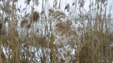 Bahar çivisi, kar çiçeği. Kar taneleri ve kar fırtınası ile güzel bir kış arkaplanı, kış soğuğunda rüzgarda sallanan bir dal, kar çivisi, karda güzel bir çivi.