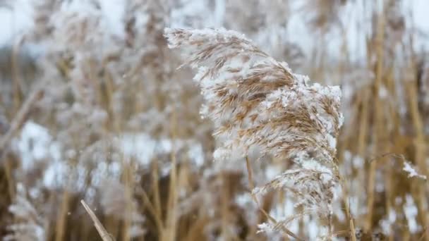 雪の結晶と冬の吹雪の美しい冬の背景 冬の寒さの中風に揺れる枝 雪の小花 雪の中の美しい小花クローズアップ — ストック動画