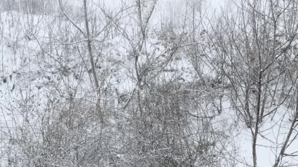 Природный Снегопад Лесу Красивые Снежинки Падают Деревья Зимний Фон Зимний — стоковое видео