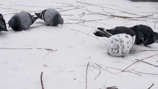 비둘기들은 먹이를 부리로 곡식을 눈덮인 길에서 비둘기 먹습니다 비둘기들 가운데있는 — 비디오