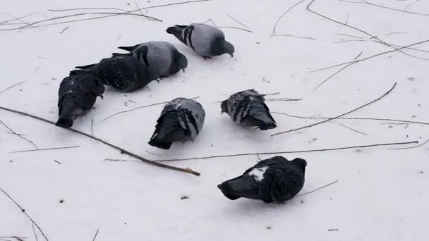 Piccioni Beccano Cibo Terra Gli Uccelli Strada Sono Circondati Uno — Video Stock