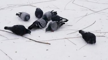  Güvercinler karlı zeminde yemek yerler, kuş sürüsü, çevrede siyah güvercinler.