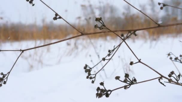 Ramo Ondeggia Nel Vento Nella Foresta Innevata Sfondo Invernale Bellissimo — Video Stock