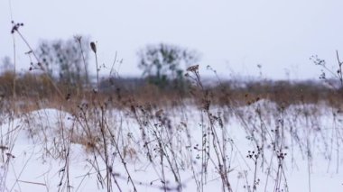 Kar taneleriyle kış manzarası, ormandaki kış, karlı bahar çiçekleriyle kış ortamı.
