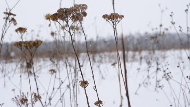 Téli Hideg Téli Háttér Sűrű Hóban Gyönyörű Tél Lehulló Hópelyhekkel — Stock videók