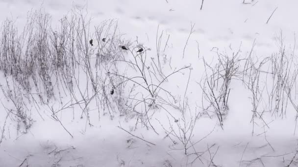 ラップランドの鳥と冬の背景 美しい冬のトップビュー 雪の枝の鳥 雪の結晶 寒い冬 — ストック動画