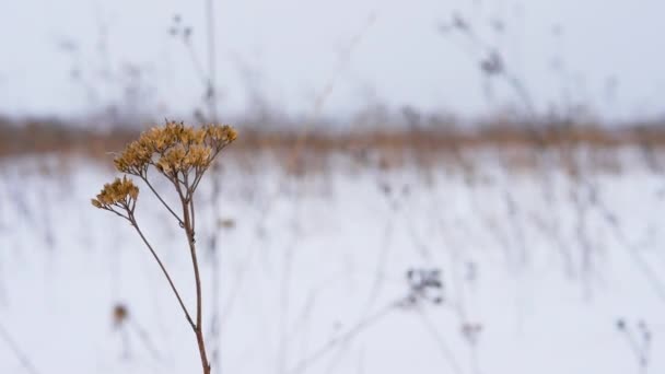 Flor Invierno Balancea Viento Una Ventisca Invierno Fondo Invierno Con — Vídeos de Stock