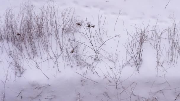 Aves Ramas Cubiertas Nieve Laponia Hermoso Fondo Invierno Con Aves — Vídeos de Stock