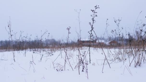 Zimní Krajina Zimní Pole Květinami Zimní Pozadí Sněžením Sněhová Bouře — Stock video