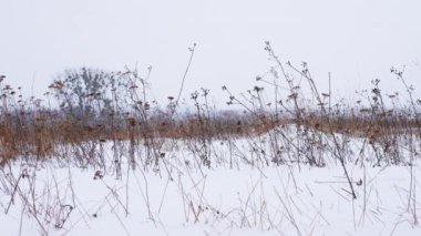 Kış manzarası, karlı zemine düşen kar taneleri, kış soğuğu, kış arkaplanı