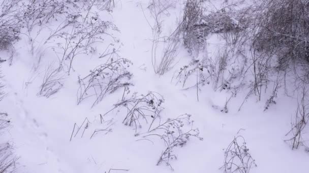 Zimní Krajina Ptáky Zasněženého Laponska Kosatky Sněhu Výhled Shora Zimní — Stock video