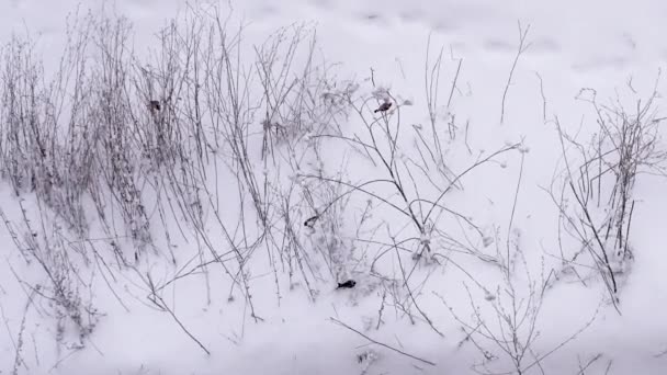 Oiseaux Sur Les Branches Dans Hiver Enneigé Troupeau Oiseaux Vue — Video